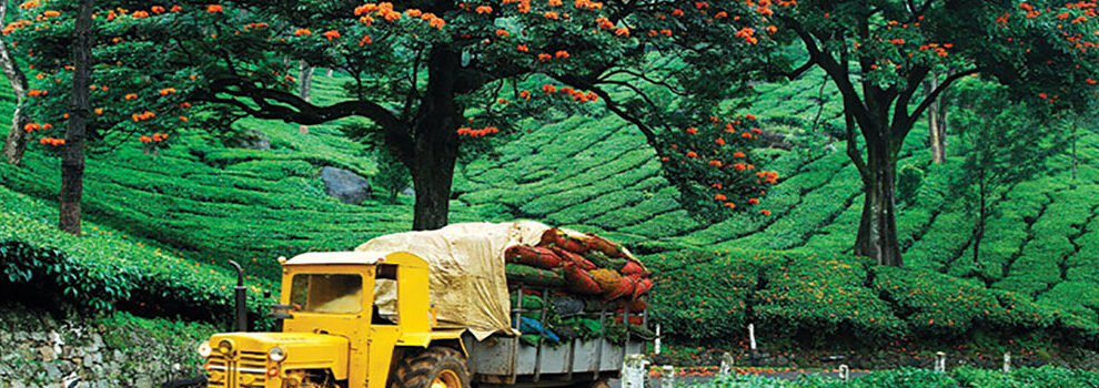 banner munnar